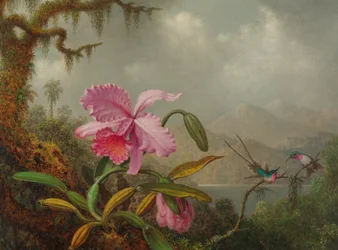 Orchidee e colibrì